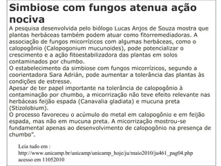 Simbiose com fungos atenua ação
nociva
A pesquisa desenvolvida pelo biólogo Lucas Anjos de Souza mostra que
plantas herbáceas também podem atuar como fitorremediadoras. A
associação de fungos micorrízicos com algumas herbáceas, como o
calopogônio (Calopogonium mucunoides), pode potencializar o
crescimento e a ação fitoestabilizadora das plantas em solos
contaminados por chumbo.
O estabelecimento da simbiose com fungos micorrízicos, segundo a
coorientadora Sara Adrián, pode aumentar a tolerância das plantas às
condições de estresse.
Apesar de ter papel importante na tolerância de calopogônio à
contaminação por chumbo, a micorrização não teve efeito relevante nas
herbáceas feijão espada (Canavalia gladiata) e mucuna preta
(Stizolobium).
O processo favoreceu o acúmulo do metal em calopogônio e em feijão
espada, mas não em mucuna preta. A micorrização mostrou-se
fundamental apenas ao desenvolvimento de calopogônio na presença de
chumbo”.
Leia tudo em :
http://www.unicamp.br/unicamp/unicamp_hoje/ju/maio2010/ju461_pag04.php
acesso em 11052010
 