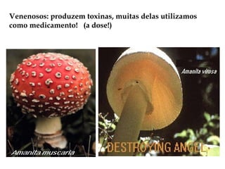 Venenosos: produzem toxinas, muitas delas utilizamos
como medicamento! (a dose!)
 