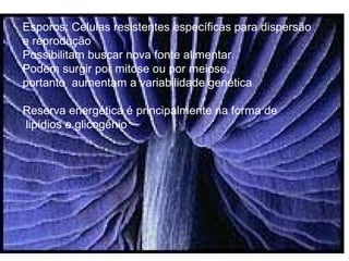 Esporos: Células resistentes específicas para dispersão
e reprodução
Possibilitam buscar nova fonte alimentar.
Podem surgir por mitose ou por meiose,
portanto aumentam a variabilidade genética
Reserva energética é principalmente na forma de
lipídios e glicogênio
 