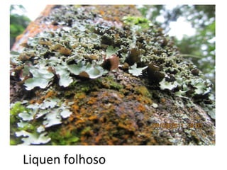 Liquen folhoso
 