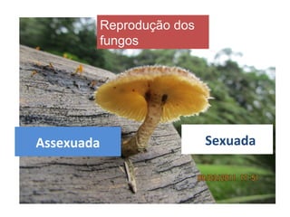 Reprodução dos
fungos
 
Assexuada   Sexuada
 