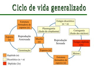 Haplóide (n)
Dicariótico (n + n)
Diplóide (2n)
Estrutura
formadora de
esporos (n)
Esporos
(n)
Germinação
Plasmogamia
(fusão do citoplasma)
Estágio dicariótico
(n + n)
Cariogamia
(fusão dos núcleos)
Estágio diplóide
(2n)
Meiose
Estrutura
formadora de
esporos (n)
Esporos (n)
Reprodução
Assexuada Reprodução
Sexuada
Micélio
(n)
 