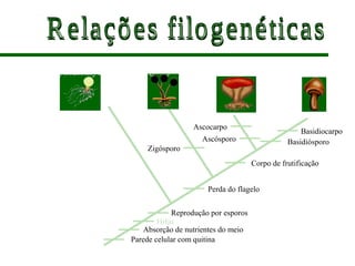 Chytridiomycota Zygomycota Ascomycota Basidiomycota
Basidiocarpo
Basidiósporo
Ascocarpo
Ascósporo
Corpo de frutificação
Zigósporo
Perda do flagelo
Reprodução por esporos
Hifas
Absorção de nutrientes do meio
Parede celular com quitina
 