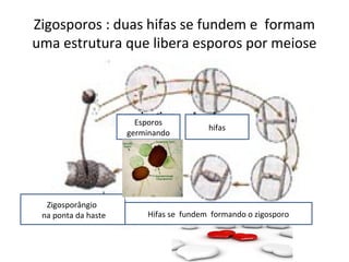 Zigosporos : duas hifas se fundem e formam
uma estrutura que libera esporos por meiose
Esporos
germinando
hifas
Hifas se fundem formando o zigosporo
Zigosporângio
na ponta da haste
 