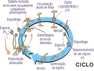 CICLO
 