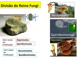 Divisão do Reino Fungi
Basidiomicetos
Qutridiomicetos
Zigomicetos
AscomicetosSem corpo
de
frutificação
Com corpo
de
frutificação
Zigomicetos
Qutridiomicetos
Ascomicetos
Basidiomicetos
 