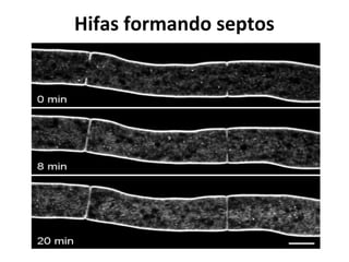 Hifas formando septos
 