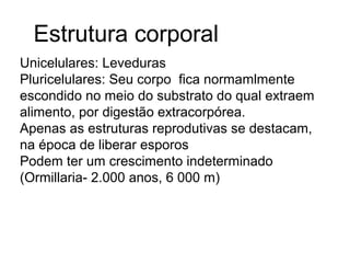 Estrutura corporal
Unicelulares: Leveduras
Pluricelulares: Seu corpo fica normamlmente
escondido no meio do substrato do qual extraem
alimento, por digestão extracorpórea.
Apenas as estruturas reprodutivas se destacam,
na época de liberar esporos
Podem ter um crescimento indeterminado
(Ormillaria- 2.000 anos, 6 000 m)
 