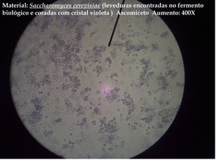 Material: Saccharomyces cerevisiae (leveduras encontradas no fermento
biológico e coradas com cristal violeta ) Ascomiceto Aumento: 400X
 