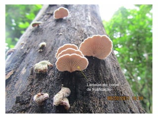 Lamelas do corpo
de frutificação
 