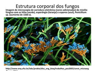 Estrutura corporal dos fungos
Imagem de microscopia de varredura eletrônica (cores adicionadas) de micélio
fúngico com as hifas (verde), esporângio (laranja) e esporos (azul), Penicillium
sp. (aumento de 1560 x).
http://www.enq.ufsc.br/labs/probio/disc_eng_bioq/trabalhos_pos2003/const_microorg
 