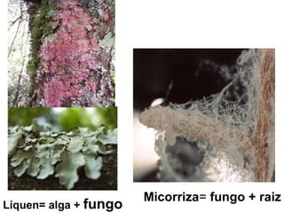 Simbioses
mutualísticas
Líquen= alga + fungo
Micorriza= fungo + raiz
 