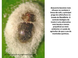 Beauveria bassiana mais
eficazes no combate à
broca-do-café, a principal
praga da cafeicultura no
Estado de Rondônia. O
controle biológico do
inseto é uma alternativa
mais barata e menos
prejudicial ao meio
ambiente e à saúde do
agricultor do que o uso de
inseticidas químicos.
http://www.agrosoft.org.br/agropag/210392.htm
 