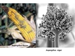 Aspergillus flavus
Aspergillus niger
 