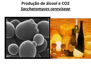 Produção de álcool e CO2
Saccharomyces cereviseae
 