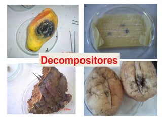 Decompositores
 