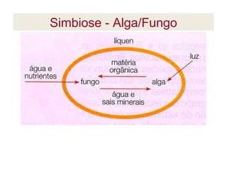 Simbiose - Alga/Fungo
 