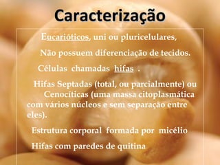 CaracterizaçãoCaracterização
Eucarióticos, uni ou pluricelulares,
Não possuem diferenciação de tecidos.
Células chamadas hifas .
Hifas Septadas (total, ou parcialmente) ou
Cenocíticas (uma massa citoplasmática
com vários núcleos e sem separação entre
eles).
Estrutura corporal formada por micélio
Hifas com paredes de quitina
 