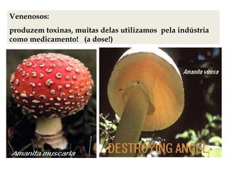 Venenosos:
produzem toxinas, muitas delas utilizamos pela indústria
como medicamento! (a dose!)
 