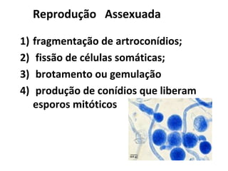Reprodução   Assexuada
1) fragmentação de artroconídios;
2)  fissão de células somáticas;
3)  brotamento ou gemulação 
4)  produção de conídios que liberam 
esporos mitóticos
 