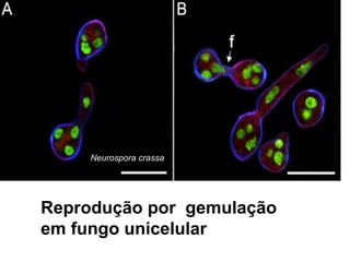 Neurospora crassa
Reprodução por gemulação
em fungo unicelular
 