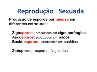 Reprodução   Sexuada
Produção de esporos por meiose em
diferentes estruturas:
Zigosporos ; produzidos em zigosporângios
Ascosporos: produzidos em ascos
Basidiosporos : produzidos em basídios
Zoósporos- esporos flagelados
 