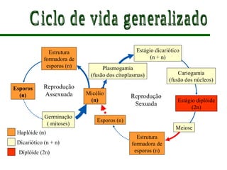 Haplóide (n)
Dicariótico (n + n)
Diplóide (2n)
Estrutura
formadora de
esporos (n)
Esporos
(n)
Germinação
( mitoses)
Plasmogamia
(fusão dos citoplasmas)
Estágio dicariótico
(n + n)
Cariogamia
(fusão dos núcleos)
Estágio diplóide
(2n)
Meiose
Estrutura
formadora de
esporos (n)
Esporos (n)
Reprodução
Assexuada Reprodução
Sexuada
Micélio
(n)
 