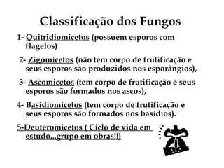 Classificação dos Fungos
1- Quitridiomicetos (possuem esporos com
flagelos)
2- Zigomicetos (não tem corpo de frutificação e
seus esporos são produzidos nos esporângios),
3- Ascomicetos (tem corpo de frutificação e seus
esporos são formados nos ascos),
4- Basidiomicetos (tem corpo de frutificação e
seus esporos são formados nos basídios).
5-Deuteromicetos ( Ciclo de vida em
estudo...grupo em obras!!)
 