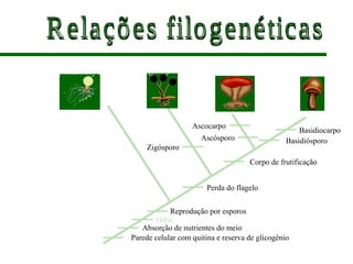 Chytridiomycota Zygomycota Ascomycota Basidiomycota
Basidiocarpo
Basidiósporo
Ascocarpo
Ascósporo
Corpo de frutificação
Zigósporo
Perda do flagelo
Reprodução por esporos
Hifas
Absorção de nutrientes do meio
Parede celular com quitina e reserva de glicogênio
 