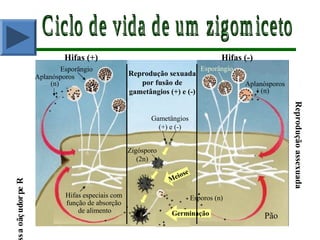 Esporângio Esporângio
Hifas (+) Hifas (-)
Meiose
Reproduçãoas
Reproduçãoassexuada
Reprodução sexuada
por fusão de
gametângios (+) e (-)
Germinação
Esporos (n)
Aplanósporos
(n) Aplanósporos
(n)
Gametângios
(+) e (-)
Zigósporo
(2n)
Pão
Hifas especiais com
função de absorção
de alimento
 