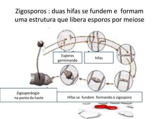 Zigosporos : duas hifas se fundem e formam
uma estrutura que libera esporos por meiose
Esporos
germinando
hifas
Hifas se fundem formando o zigosporo
Zigosporângio
na ponta da haste
 