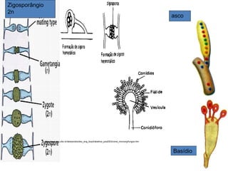 Basídio
http://www.enq.ufsc.br/labs/probio/disc_eng_bioq/trabalhos_pos2003/const_microorg/fungos.htm
Zigosporângio
2n
asco
 