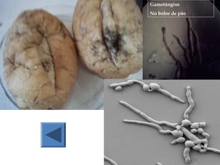 Gametângios
No bolor de pão
 