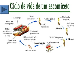 Hifa + e Hifa -
Ascósporos (n)
Mitose
Meiose
Cariogamia
Germinação
Ascocarpo
Asco com
ascósporos
Hifas
reprodutoras
dicarióticas
(n + n)
Hifas estéreis (n),
mononucleadasEsporo (+)
germinando
Esporo (-)
germinando
Asco
dicariótico
Hifa
dicariótica
Núcleo 2n
(zigoto)
4 núcleos
haplóides
8 ascósporos (n)
 