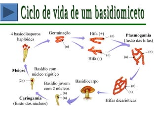 Hifas dicarióticas
BasidiocarpoBasídio jovem
com 2 núcleos
Basídio com
núcleo zigótico
Germinação Hifa (+)
Hifa (-)
(n)
(n)
(2n)
Cariogamia
(fusão dos núcleos)
Meiose
(n)
(n)
(n)
Plasmogamia
(fusão das hifas)
(n)
(n)
(n)
(n)
4 basiodiósporos
haplóides
 
