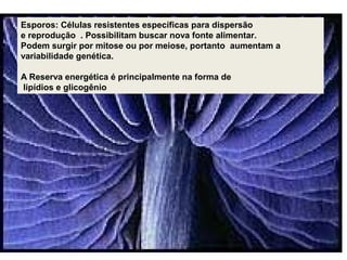 Esporos: Células resistentes específicas para dispersão
e reprodução . Possibilitam buscar nova fonte alimentar.
Podem surgir por mitose ou por meiose, portanto aumentam a
variabilidade genética.
A Reserva energética é principalmente na forma de
lipídios e glicogênio
 