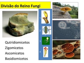 2
Divisão do Reino Fungi
Qutridiomicetos
Zigomicetos
Ascomicetos
Basidiomicetos
1
2
3
4
 