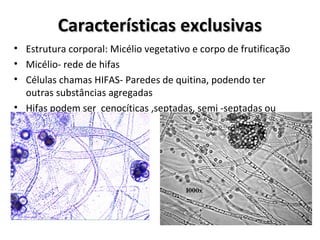 Características exclusivasCaracterísticas exclusivas
• Estrutura corporal: Micélio vegetativo e corpo de frutificação
• Micélio- rede de hifas
• Células chamas HIFAS- Paredes de quitina, podendo ter
outras substâncias agregadas
• Hifas podem ser cenocíticas ,septadas, semi -septadas ou
 