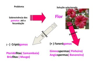 Problema Solução selecionada
Sobrevivência dos
gametas até a
fecundação
Flor
( - ) Criptógamas
Pteridófitas( Samambaia)
Briofitas ( Musgo)
(+ ) Fanerógamas
Gimnospermas( Pinheiro)
Angiospermas( Bananeira)
 