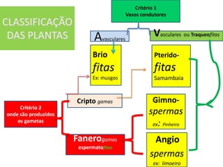 CLASSIFICAÇÃO
DAS PLANTAS
Brio
fitas
Ex: musgos
Critério 1
Vasos condutores
Avasculares
Vasculares ou Traqueofitas
Gimno-
spermas
ex: Pinheiro
Angio
spermas
ex: limoeiro
Critério 2
onde são produzidos
os gametas
Cripto gamas
Fanerogamas
espermatofitas
Pterido-
fitas
Samambaia
 