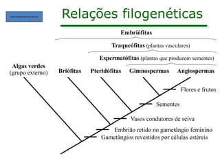 Relações filogenéticas
Algas verdes
(grupo externo) Briófitas Pteridófitas Gimnospermas Angiospermas
Gametângios revestidos por células estéreis
Embrião retido no gametângio feminino
Vasos condutores de seiva
Sementes
Flores e frutos
Espermatófitas (plantas que produzem sementes)
Traqueófitas (plantas vasculares)
Embriófitas
www.editorasaraiva.com.br
 
