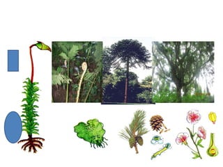 2S    introduçáo_metaphyta_maio2015