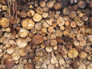 2S    introduçáo_metaphyta_maio2015