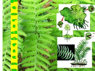 2S    introduçáo_metaphyta_maio2015