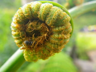 2S    introduçáo_metaphyta_maio2015