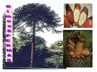 2S    introduçáo_metaphyta_maio2015