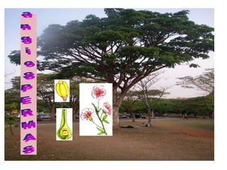 2S    introduçáo_metaphyta_maio2015