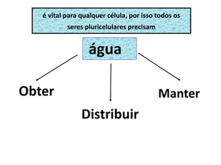 é vital para qualquer célula, por isso todos os
seres pluricelulares precisam
Obter
Distribuir
Manter
água
 
