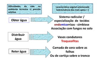Obter água
Sistema radicular /
especialização de tecidos
endomicorrizas - simbiose
Associação com fungos no solo
Distribuir
água
Vasos condutores
Traqueofitas
Reter água
Camada de cera sobre as
folhas
Ou de cortiça sobre o tronco
Dificuldades da vida no
ambiente terrestre =( pressão
seletiva
característica vegetal selecionada
Sobrevivência dos mais aptos = )
 