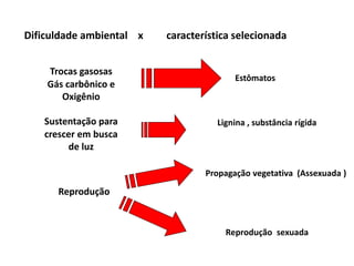 Dificuldade ambiental x característica selecionada
Trocas gasosas
Gás carbônico e
Oxigênio
Estômatos
Sustentação para
crescer em busca
de luz
Lignina , substância rígida
Reprodução
Propagação vegetativa (Assexuada )
Reprodução sexuada
 